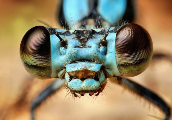 Damselfly on a log Damselfly on a log. Macro photograph of a Damselfly (order Odonata), showing its large compound eyes. Photographed in Bixby, Oklahoma, USA.