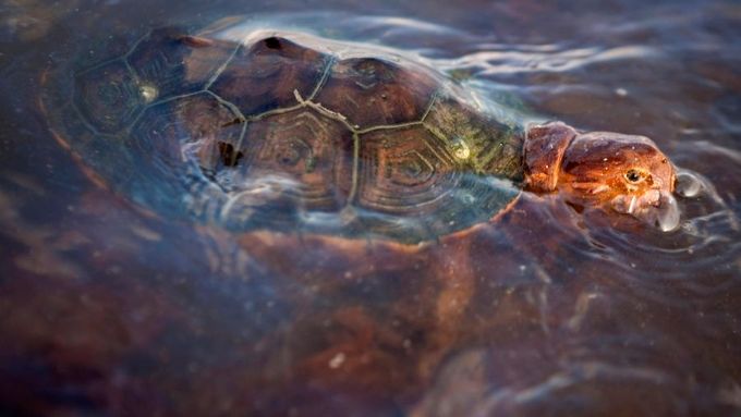 Mořská želva v ropné skvrně. Snímek z Grand Terre Island u pobřeží Louisiany.