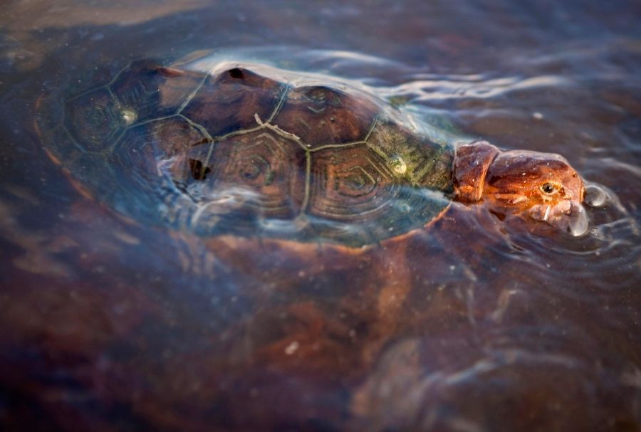 Olejová skvrna ohrožuje mořské želvy