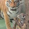 Tygři usurijští v olomoucké zoo