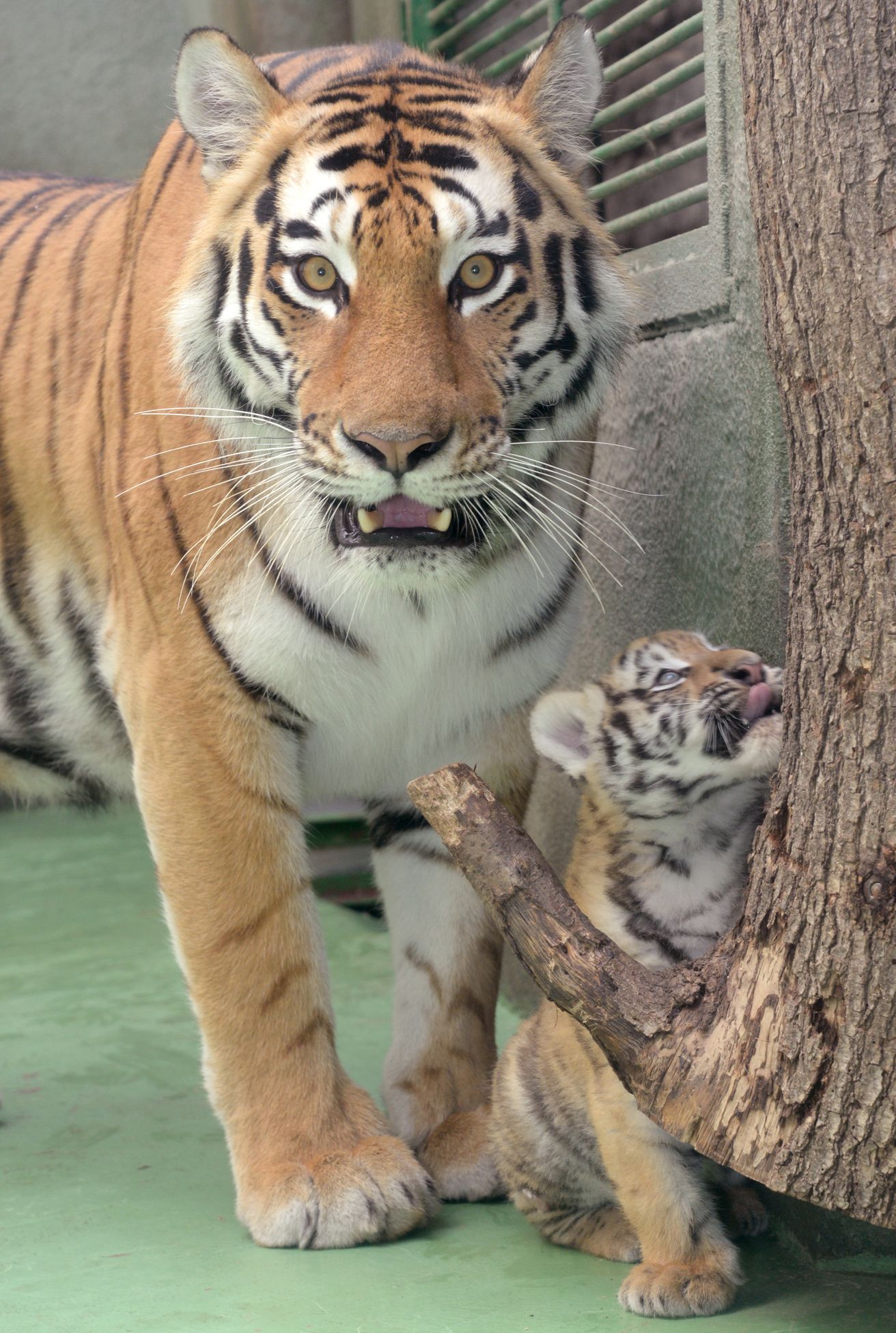 Tygři usurijští v olomoucké zoo