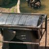 Slovensko a medvědi - zoo Bojnice a Mosty u Jablunkova