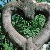 Obrazem: Fascinující podoby symbolu srdce v přírodě