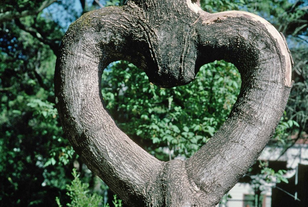 Obrazem: Fascinující podoby symbolu srdce v přírodě