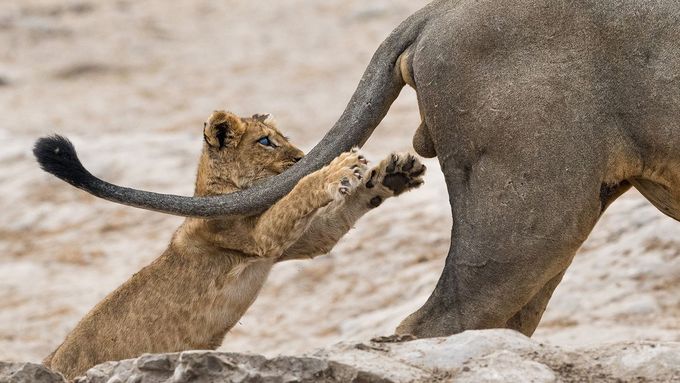 Nejvtipnější fotky zvířat 2019: až příliš hravé lvíče, zasněná veverka, tančící svišť