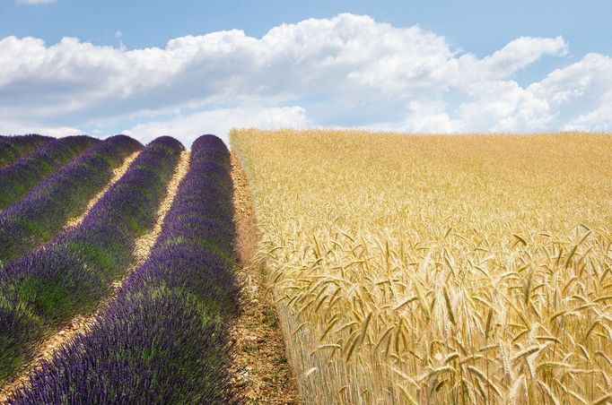 Levandulová pole v Provence