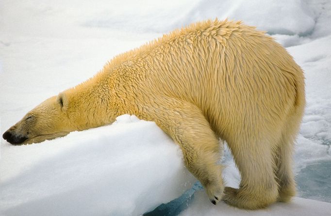 Finalisté fotosoutěže Comedy Wildlife Photography Awards 2018