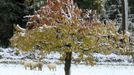 Sheeps stand on a snow-covered meadow near the Swiss town of Therwil south of Basel October 28, 2012. REUTERS/Arnd Wiegmann (SWITZERLAND - Tags: ENVIRONMENT ANIMALS) Published: Říj. 28, 2012, 11:33 dop.