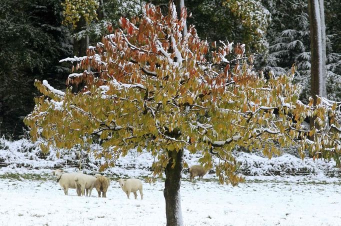 Sheeps stand on a snow-covered meadow near the Swiss town of Therwil south of Basel October 28, 2012. REUTERS/Arnd Wiegmann (SWITZERLAND - Tags: ENVIRONMENT ANIMALS) Published: Říj. 28, 2012, 11:33 dop.