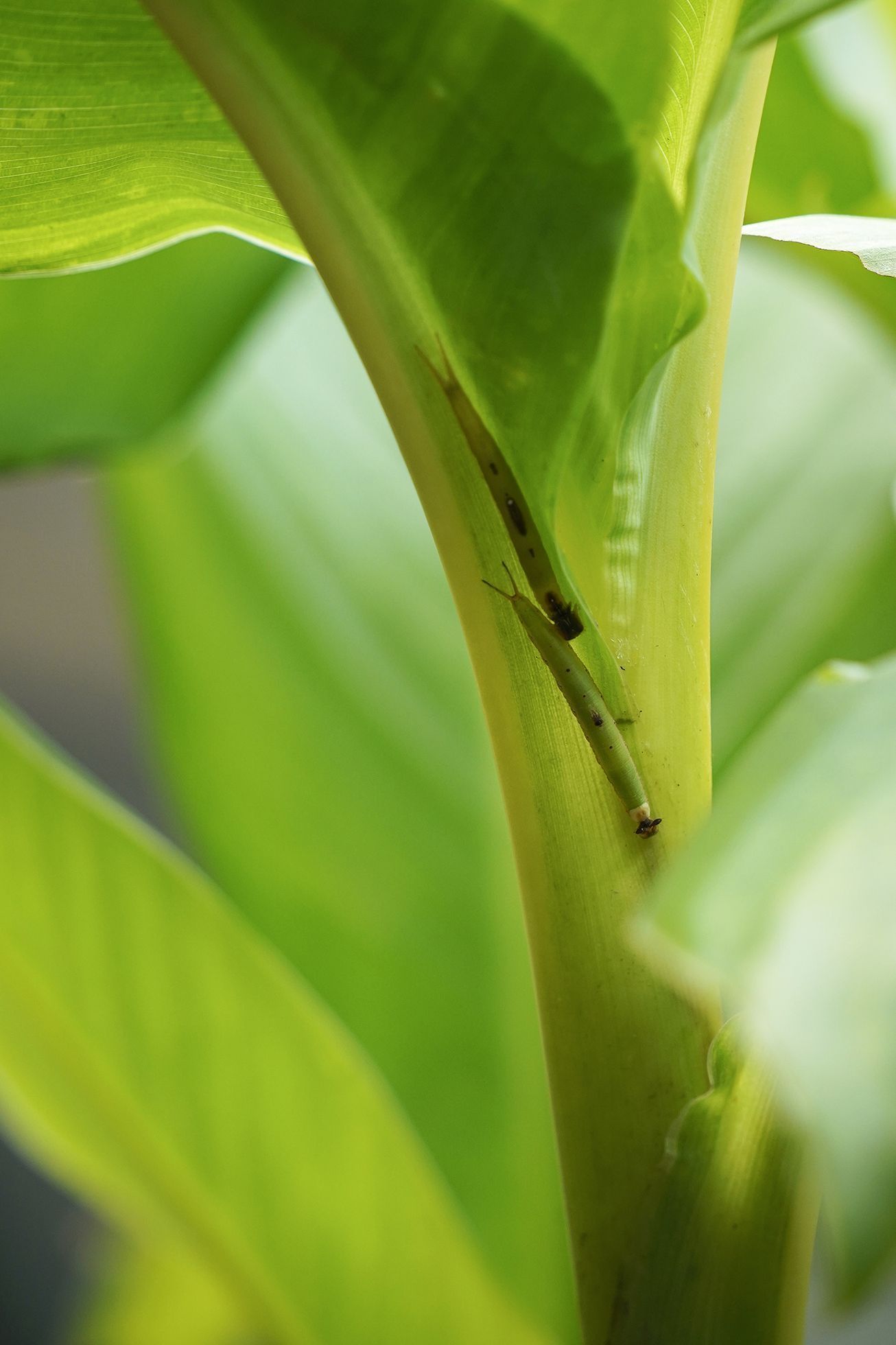 Motýli v Botanické zahradě v pražské Tróji, květen 2023