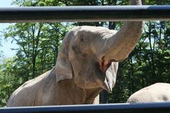 Cirkusový slon ve Zlíně vážně zranil seniorku. Chobotem ji zvedl do výšky, když ho krmila