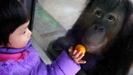 NAN-ŤING (Čína) - Čínská dívka ukazuje pomeranč orangutanovi v ZOO v Nan-ťingu v jihočínské provincii Ťiang-su. Zoologickou zahradu na Nový rok navštívilo spousty rodin s dětmi.