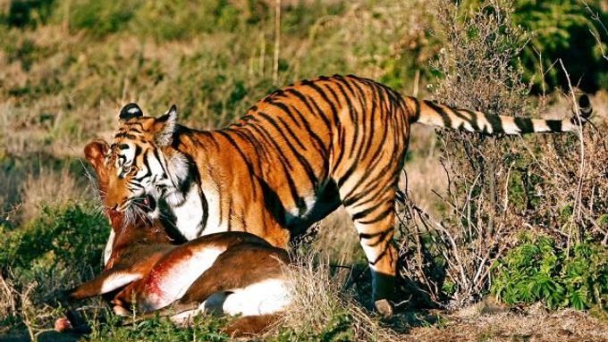 Tygra jihočínského v přírodě neviděli čtyřicet let.