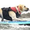 USA, Kalifornie, pes, surfing, mistrovství