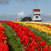 Tulipány