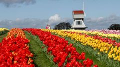 Tulipány