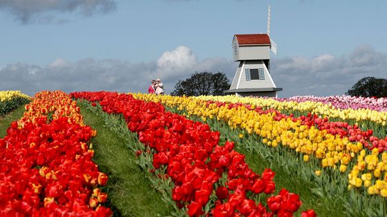 Když rozkvete jeden a půl milionu tulipánů. Anglický venkov "sokem" Nizozemska