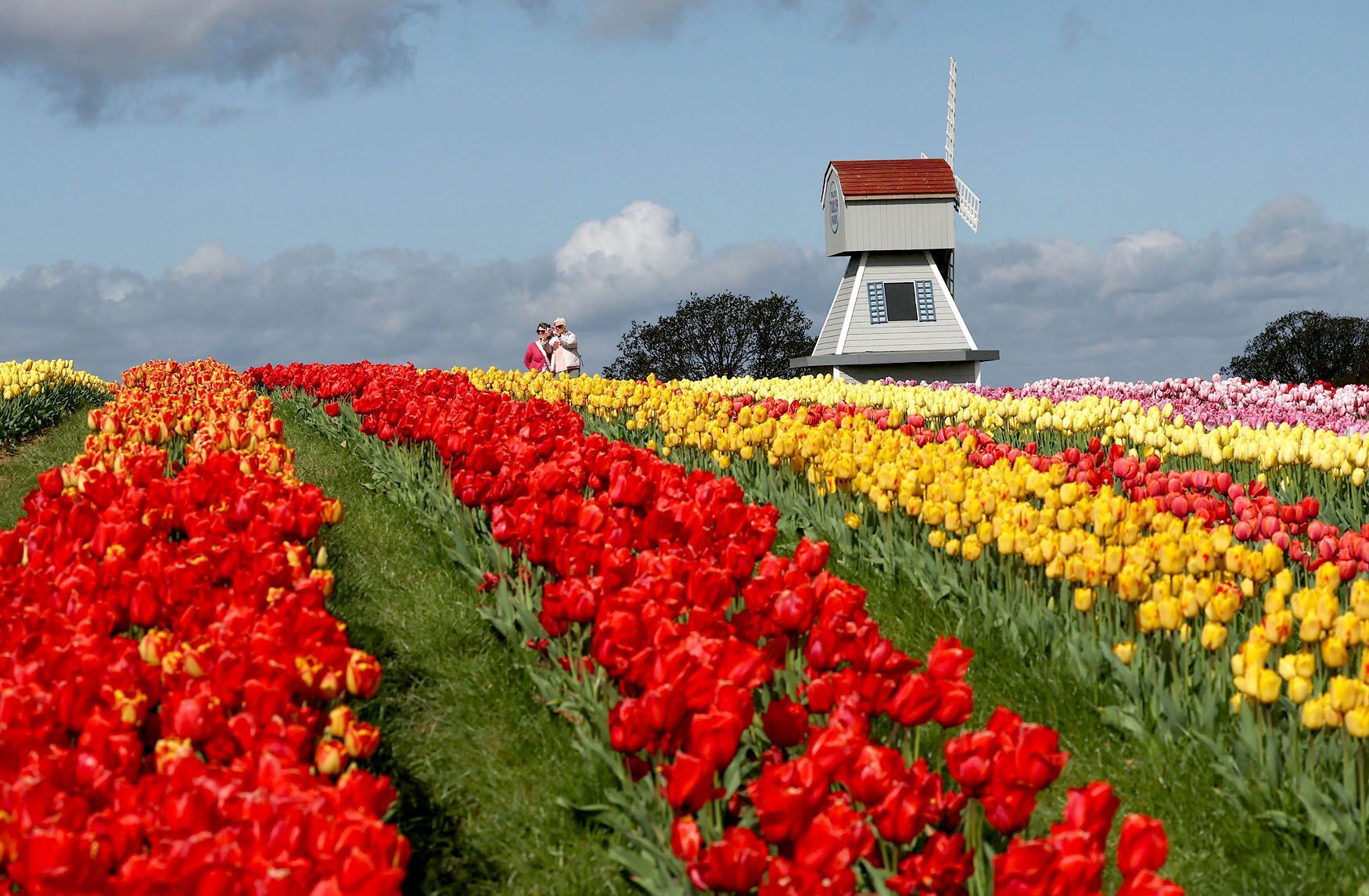 Tulipány