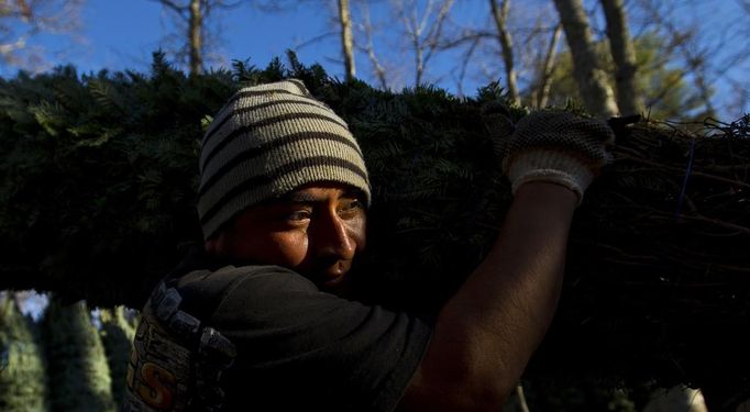 Moses Najera carries a Christmas tree to be shipped at Peak Farms in Jefferson, North Carolina, November 17, 2012. Crews at the farm will harvest nearly 65,000 Christmas trees this season. North Carolina has 1,500 Christmas tree growers with nearly 50 million Fraser Fir Christmas trees on over 35,000 acres. Picture taken November 17, 2012. REUTERS/Chris Keane (UNITED STATES - Tags: BUSINESS EMPLOYMENT ENVIRONMENT AGRICULTURE SOCIETY) Published: Lis. 19, 2012, 4:18 odp.