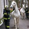 Hasiči cvičili zásah v zoo