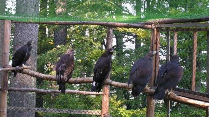 Voliéra teď hostí tři orly, zůstanou tu spolu přes zimu.