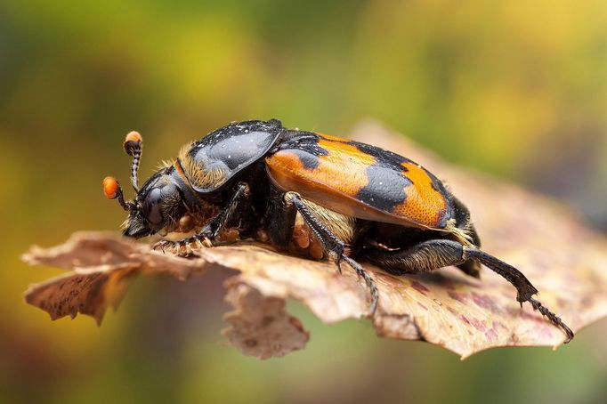 Luminar Bug Photography Awards 2020