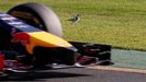 A bird stands next to the track as Red Bull Formula One driver Sebastian Vettel of Germany drives past it during the second practice session of the Australian F1 Grand Pr