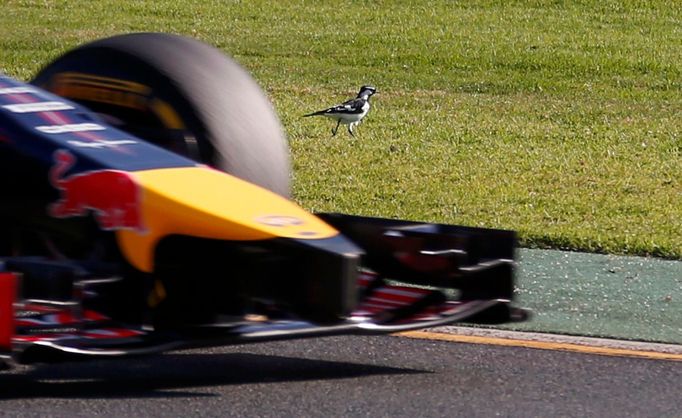 A bird stands next to the track as Red Bull Formula One driver Sebastian Vettel of Germany drives past it during the second practice session of the Australian F1 Grand Pr