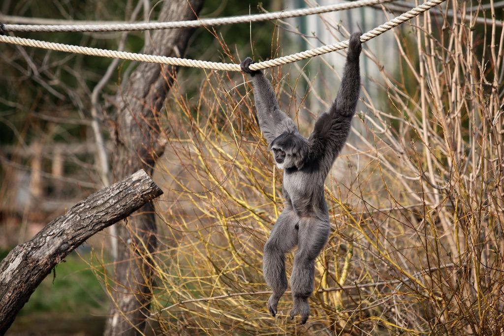 zoo praha gibon