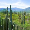 UNESCO / Tehuacán-Cuicatlán Valley / Shutterstock