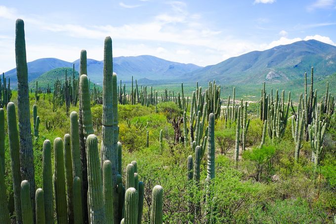 Tehuacán-Cuicatlán Valley, Mexiko - nově na seznamu UNESCO