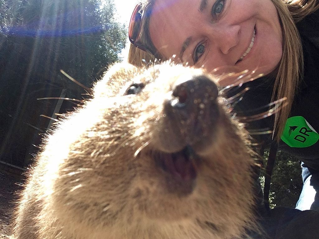 klokan quokka selfie austrálie