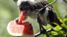 A Cotton-top Tamarin monkey eats a slice of watermelon during a hot day at Biopark Zoo in Rome June 22, 2012. A heat wave swept across Italy on Tuesday with temperatures of around 32 degrees made worse by the warm air from the Scipione wind blowing from north Africa. The high temperatures are expected to last for most of June. REUTERS/Remo Casilli (ITALY - Tags: ANIMALS ENVIRONMENT SOCIETY) Published: Čer. 22, 2012, 4:31 odp.