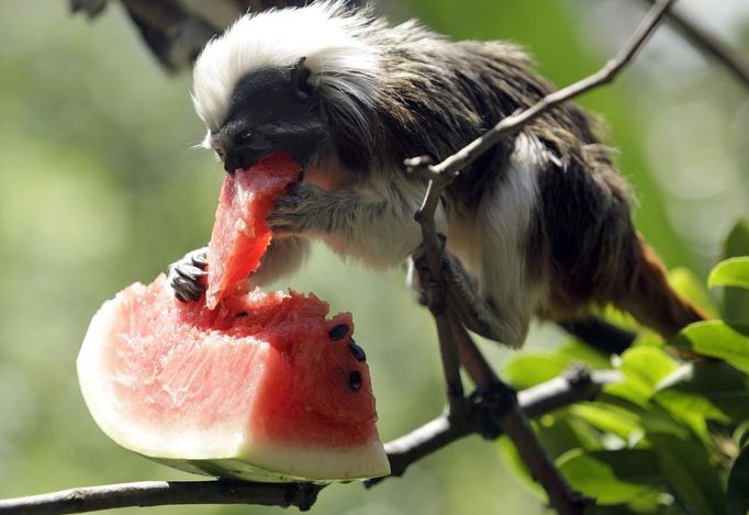 A Cotton-top Tamarin monkey eats a slice of watermelon during a hot day at Biopark Zoo in Rome June 22, 2012. A heat wave swept across Italy on Tuesday with temperatures of around 32 degrees made worse by the warm air from the Scipione wind blowing from north Africa. The high temperatures are expected to last for most of June. REUTERS/Remo Casilli (ITALY - Tags: ANIMALS ENVIRONMENT SOCIETY) Published: Čer. 22, 2012, 4:31 odp.