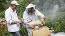 Felix Munk (L), head of the beekeeper organization Stadtimker, uses a smoker next to city beekeeper Sergej at Lobau recreation area in Vienna July 11, 2012. Munk is a member of Vienna's Stadtimker, one of a growing number of urban beekeepers' associations who are trying to encourage bees to make their homes in cities, as pesticides and crop monocultures make the countryside increasingly hostile. Bee populations are in sharp decline around the world, under attack from a poorly understood phenomonenon known as colony collapse disorder, whose main causes are believed to include a virus spread by mites that feed on haemolymph - bees' "blood". Picture taken July 11, 2012. REUTERS/Lisi Niesner (AUSTRIA - Tags: ENVIRONMENT ANIMALS SOCIETY) Published: Čec. 25, 2012, 1:10 odp.