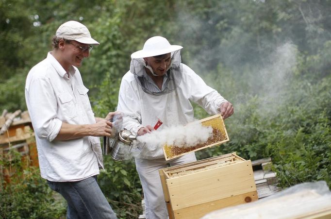 Felix Munk (L), head of the beekeeper organization Stadtimker, uses a smoker next to city beekeeper Sergej at Lobau recreation area in Vienna July 11, 2012. Munk is a member of Vienna's Stadtimker, one of a growing number of urban beekeepers' associations who are trying to encourage bees to make their homes in cities, as pesticides and crop monocultures make the countryside increasingly hostile. Bee populations are in sharp decline around the world, under attack from a poorly understood phenomonenon known as colony collapse disorder, whose main causes are believed to include a virus spread by mites that feed on haemolymph - bees' "blood". Picture taken July 11, 2012. REUTERS/Lisi Niesner (AUSTRIA - Tags: ENVIRONMENT ANIMALS SOCIETY) Published: Čec. 25, 2012, 1:10 odp.