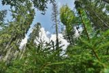 Přírodní rezervace Žofínský prales v Novohradských horách u hranic s Rakouskem patří k vůbec nejstarším rezervacím v pevninské Evropě. Založil ji již v roce 1838 hrabě Jiří František August Buquoy. Nejstarší stromy jsou až 400 let staré, dominuje zde buk a dále pak smrk a jedle. Kvůli ochraně je však prales nepřístupný veřejnosti.