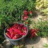 Farma Pech