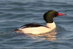 National Geographic vstupuje do světa videoher