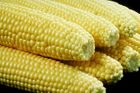 Kukuřice prudce zdražuje, sucho je největší za 50 let