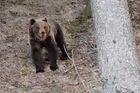 Ochránci přírody chtějí odchytit medvěda v Beskydech, budou poté sledovat jeho pohyb