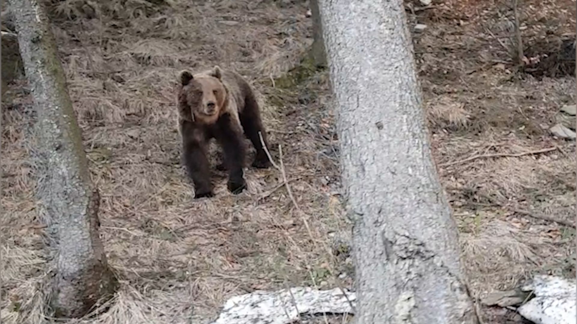 Rodina natočila medvěda v beskydských lesích.