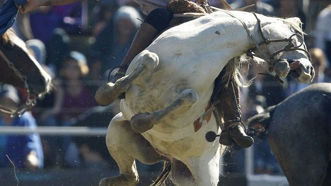 Gaučové versus divocí koně. Rodeo je sport pro tvrdé chlapy