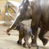 Slůně v ostravské ZOO