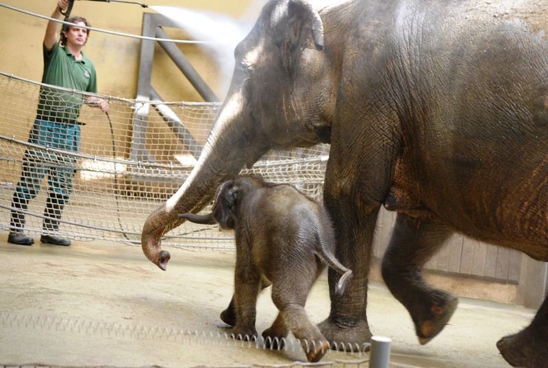 Slůně v ostravské ZOO