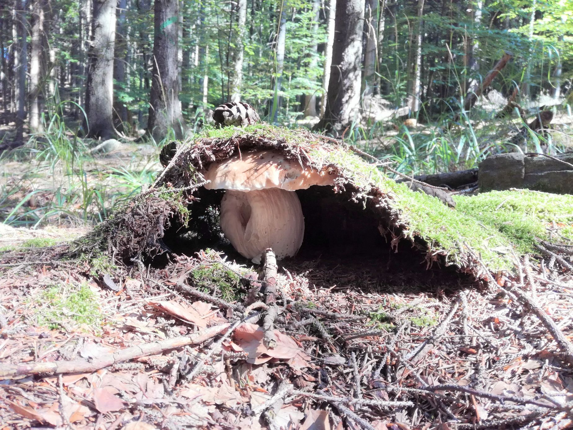 NEPOUŽÍVAT !!! Fotosoutěž houby 2017
