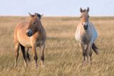 V mongolském národním parku Chustaj Nurú žije v podmínkách horské stepi 430 koní Převalského.