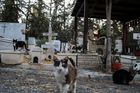 Kypr bojuje se záplavou divokých koček. Je jich víc než lidí, spí i na hřbitovech