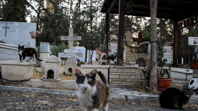Kočka na kočce. Populace toulavých zvířat na Kypru nekontrolovaně roste