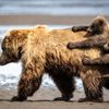 Finalisté soutěže Nikon Comedy Wildlife Awards 2024